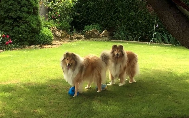 Les Prémices De La Forêt