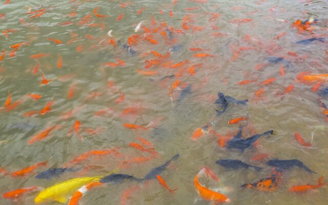 Qiaofeng Xingzilin Hotel