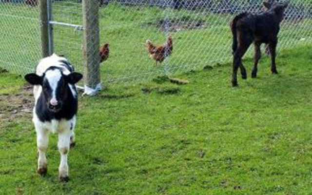 Sea Crest Farmhouse B&B