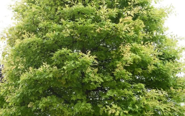 Relais Villa Quercia