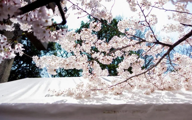 Tora Taitou V