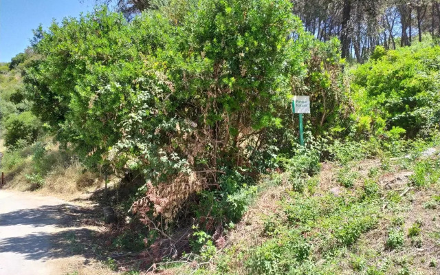 Vivienda Majaceite