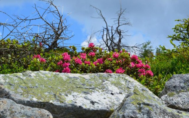 Hotel Alpenrose