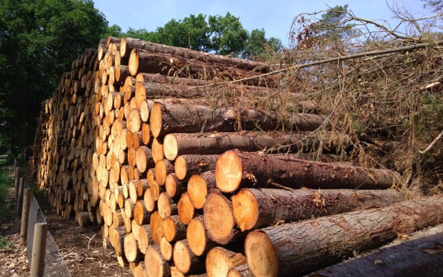 De Boswilg, heerlijk genieten midden in de natuur!