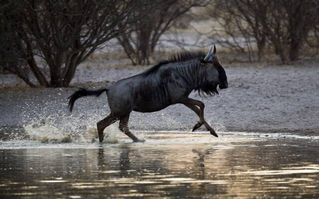 Grassland Safari Lodge