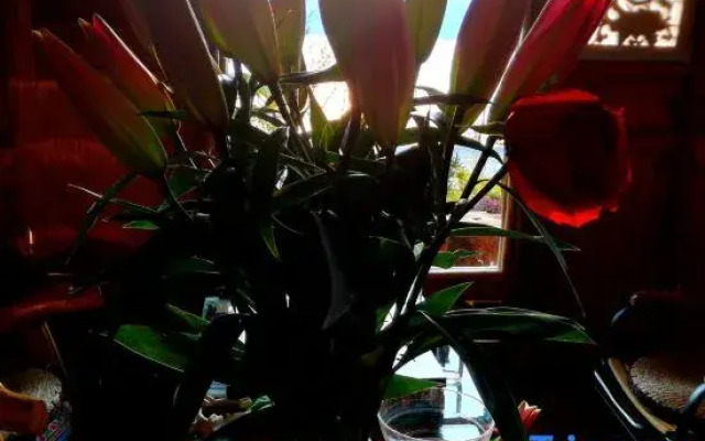 The inn of Sunshine fairy