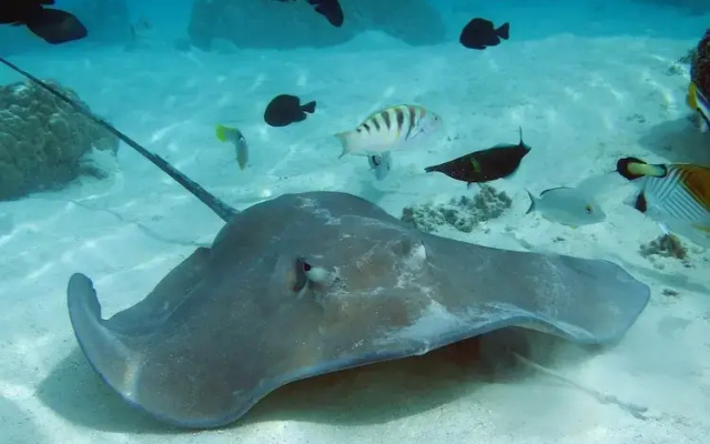 Tahiti Sail and Dive
