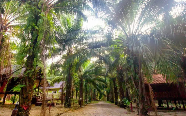 Khaosok Palmview