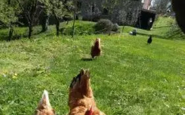 San Francesco E Il Lupo