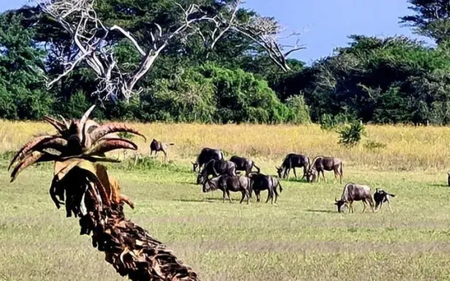 Ezulwini Game Lodge