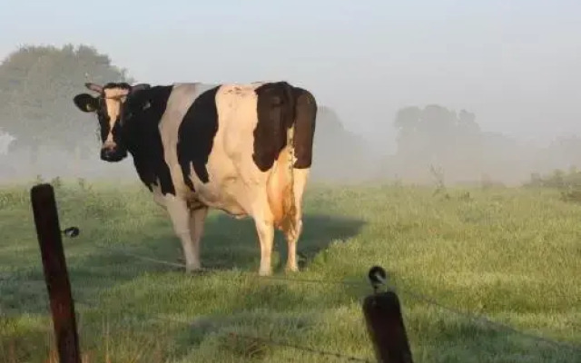 Ruigenhof Bed & Breakfast