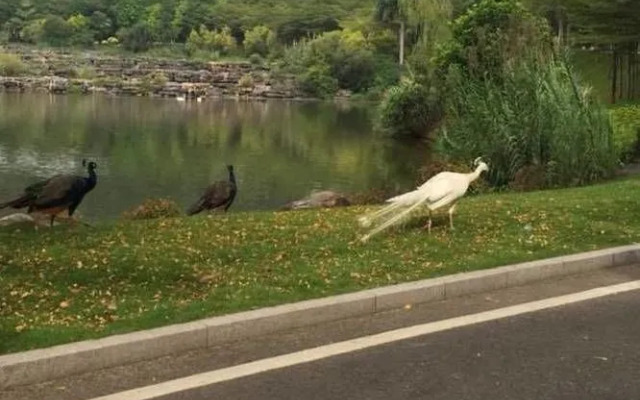 The Horse Inn - Xitang