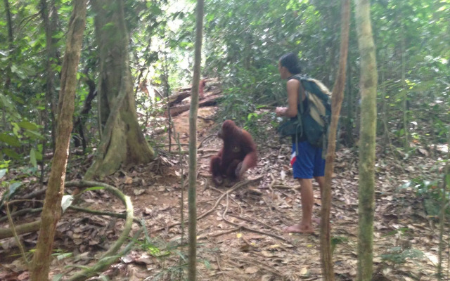 Indra Valley Inn Bukit Lawang