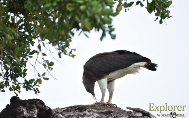 Explorer by Eco Team - Kumana National Park