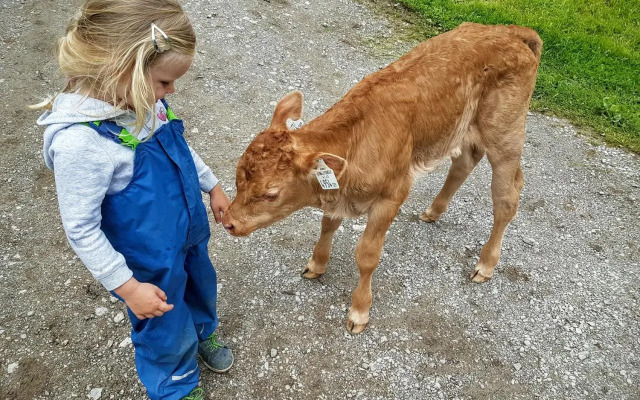 Biobauernhof Stegerbauer