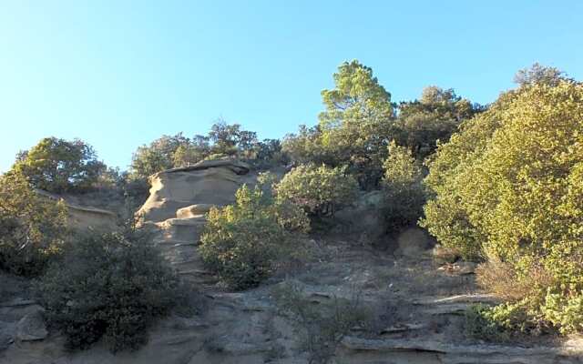 Une Ronce sous le Figuier