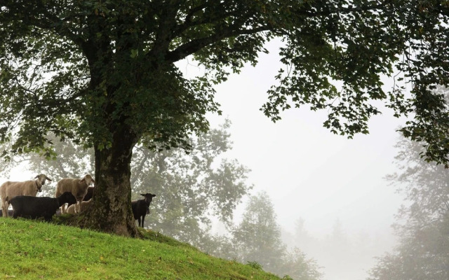 Cozy Apartment in Meiringen With Mountain View