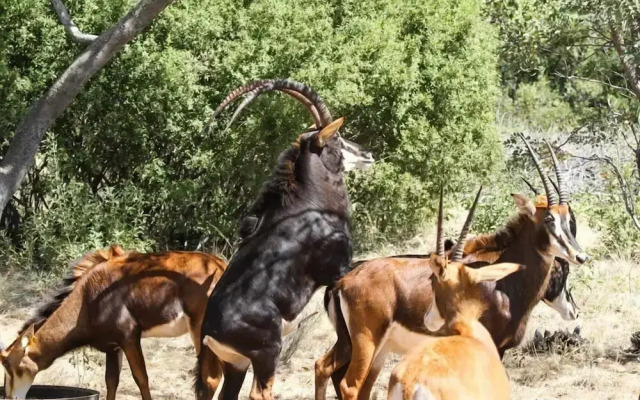 Lejwe La Metsi Private Reserve