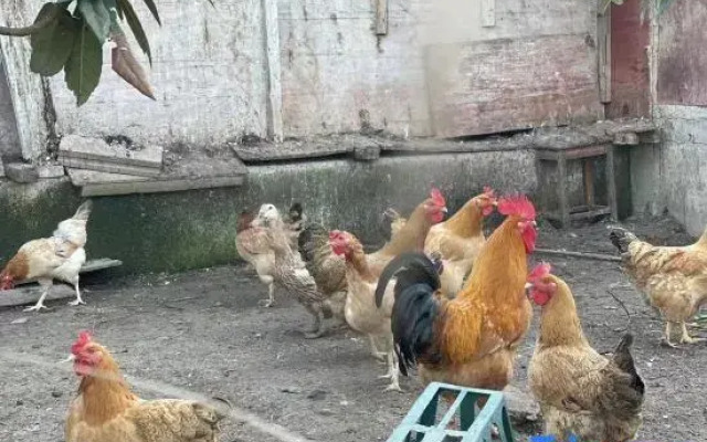 Zhaizhuang Gate Homestay (OMG Heartbeat Paradise)