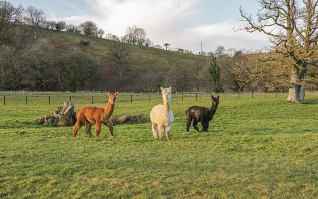 The Paddock, Llanbrynmair