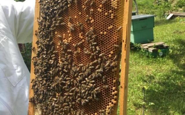 Pensiunea Crinul Alb