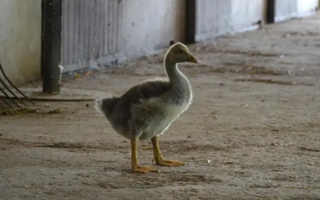Società Agricola La Staccionata