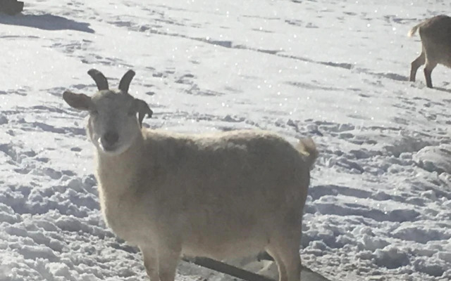 Studio chez Lili dans ferme familiale