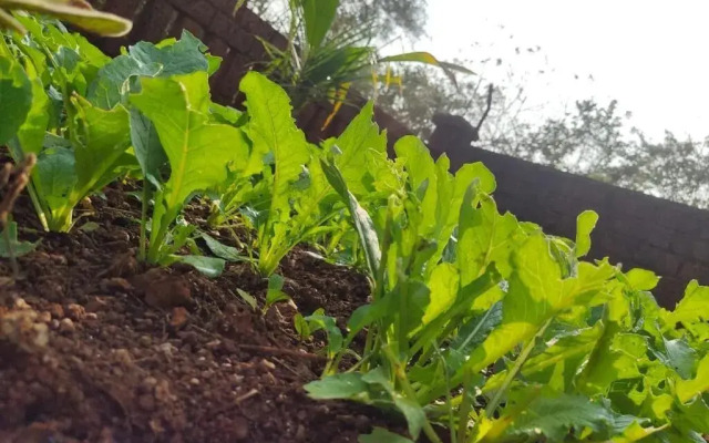 Surve Natures Resort