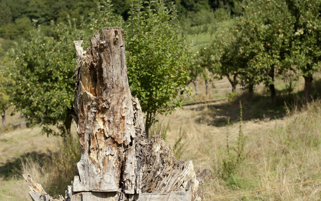 Rosa Flesch - Tagungszentrum