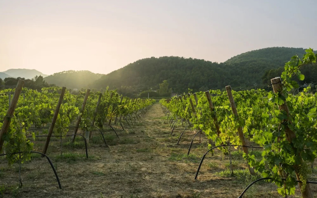 Rondaia Boutique Vineyard Stay – Mallorca, Tramuntana