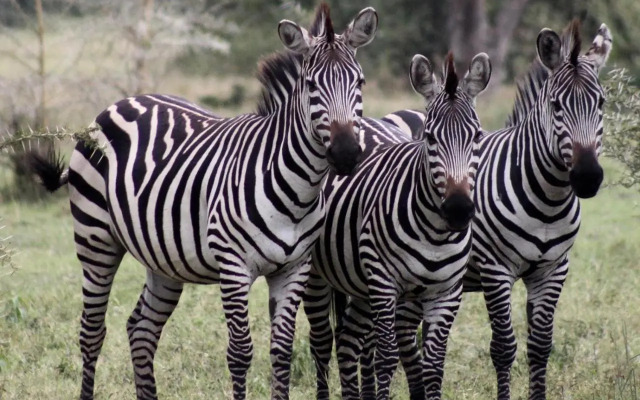 Zululand Safari Lodge