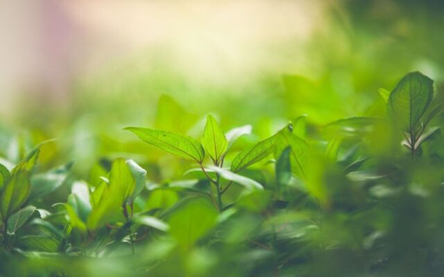 Royal Suites Hotel Apartment