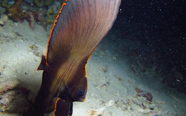 Chindonan Dive Resort