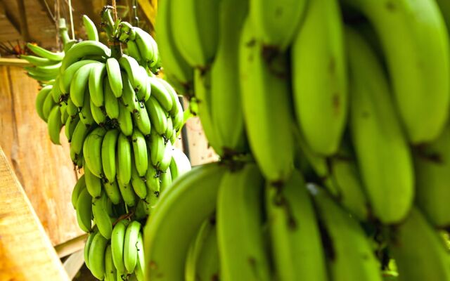 Finca Bellavista Treehouse Community