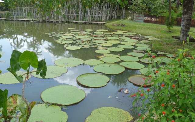 Amazonas Sinchicuy Lodge