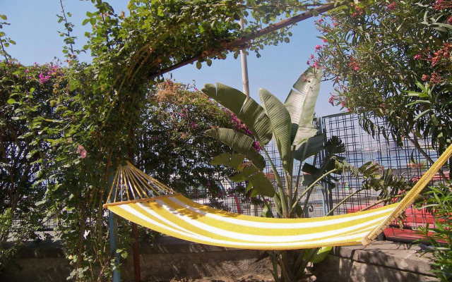 Oasis