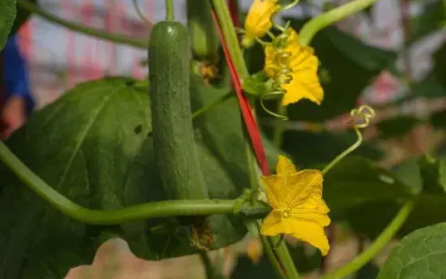 Yunqiju · Moganshan Guesthouse (Firefly Base)