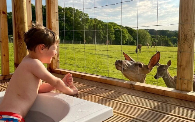 Luxury Safari Lodge Surrounded by Deer!! 'fallow'