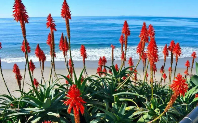 Ocean Palms Beach Resort