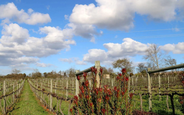 Belfield Wines and Farm Cottages