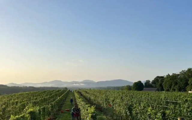 Afton Mountain Vineyards