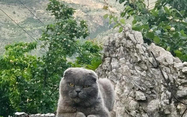 Родное гнездо