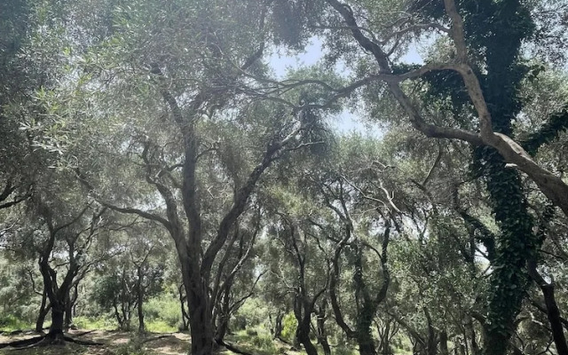 Villa Elysium Parga Luxury Detached Property in Private Grounds