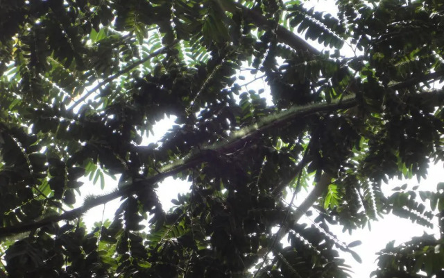 Cabinas Los Almendros