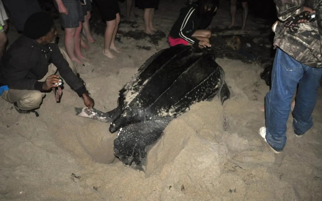 The Leatherback Lodge