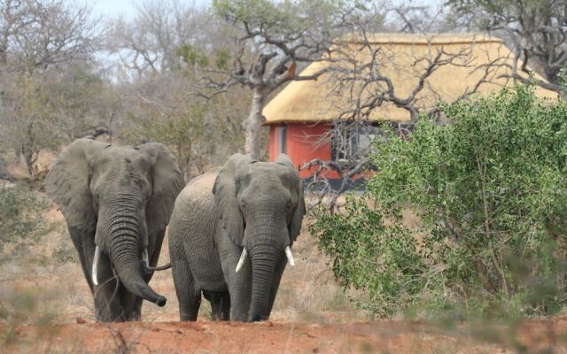 Mohlabetsi Safari Lodge