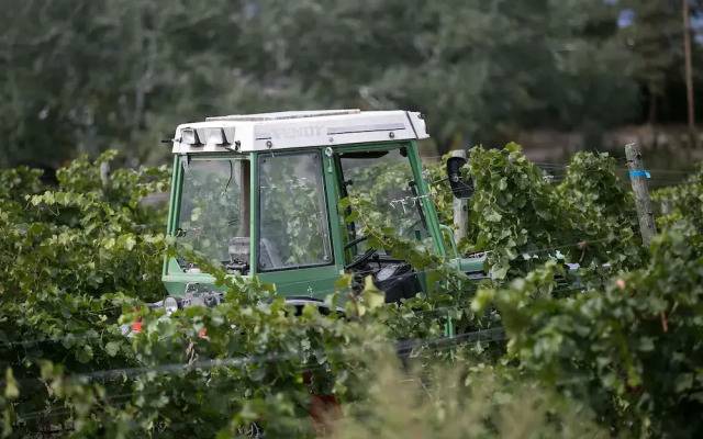 Therapy Vineyards