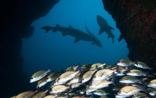 Aliwal Dive Centre & Lodge