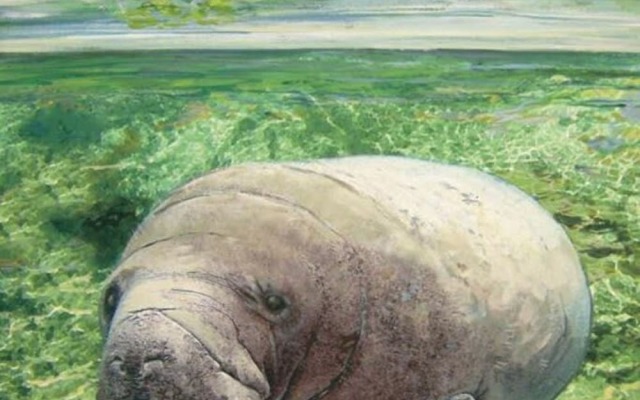 Secluded Beachfront Vibes Surf Pet Friendly