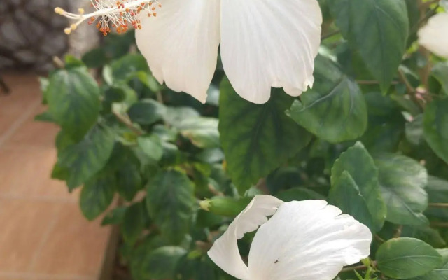 Pousada Flores do Mar